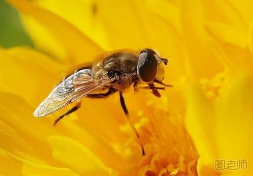 被蜜蜂蜇了怎么消肿？被蜜蜂蜇了不能吃什么？