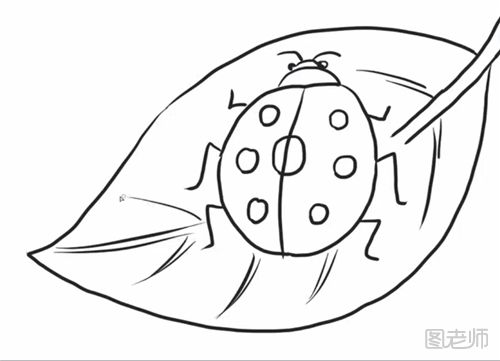 七星瓢虫的简笔画教程  怎么画一只七星瓢虫