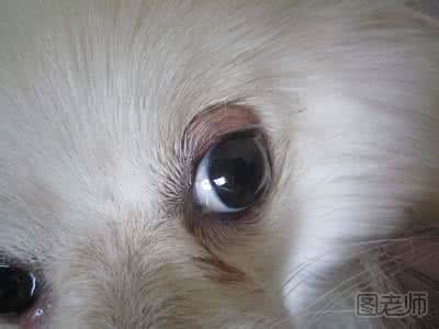 得了狗瘟眼睛会有什么症状？狗瘟会不会传染人？