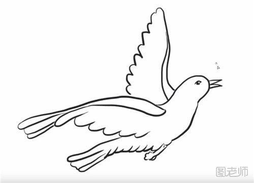 和平鸽的简笔画教程  怎么画一只和平鸽
