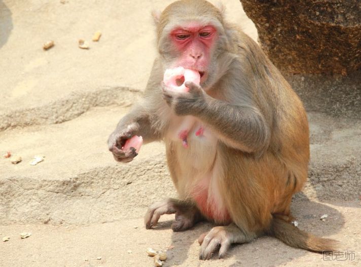 猴子吃桃的简笔画步骤