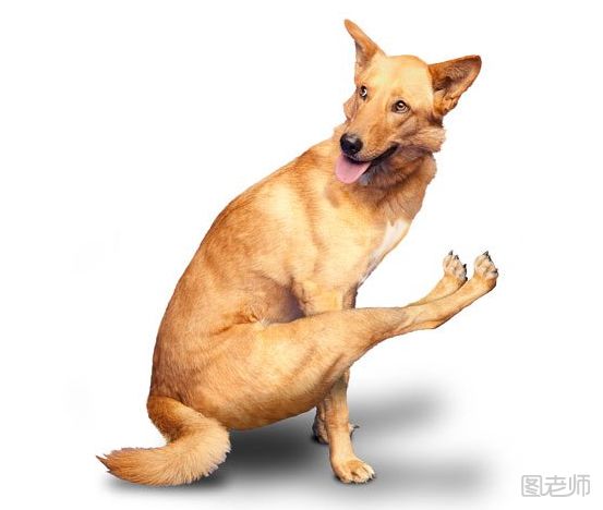 狗狗喜欢抱腿是怎么回事？