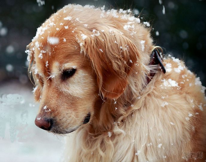 冬季遛狗需要注意什么？