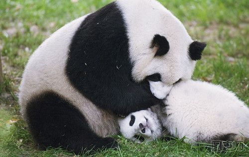 憨厚的熊猫先生怎么画