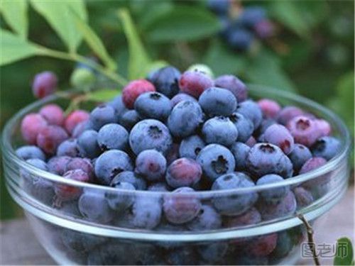 蓝莓有哪些吃法