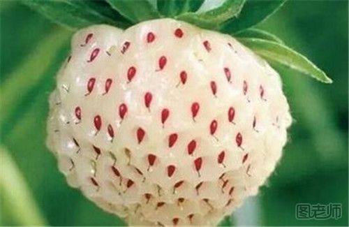 菠萝莓含有哪些营养