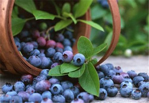 蓝莓不宜与哪些食物一起吃