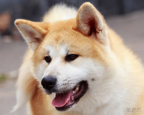 为什么秋田犬会被禁养？