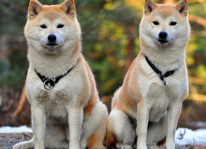 秋田犬和柴犬有什么区别？
