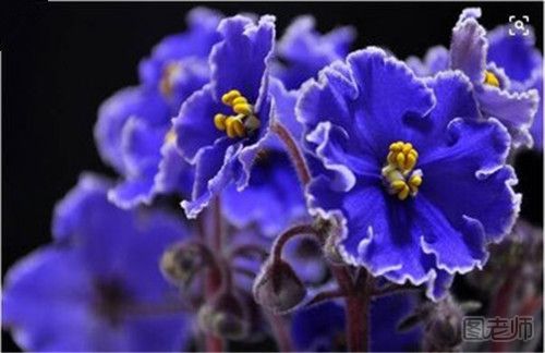 紫罗兰的花语是什么