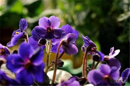 紫罗兰有哪些品种