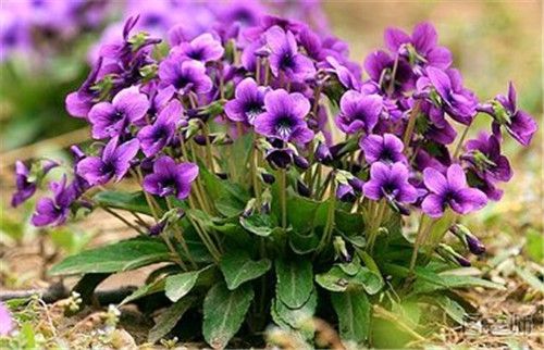紫花地丁的花期是什么时候