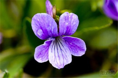 什么是紫花地丁