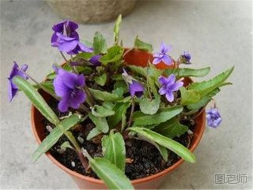 紫花地丁怎么种