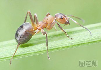 关于蚂蚁的小知识
