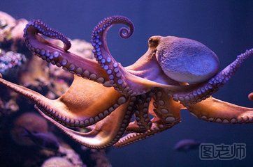 关于章鱼的小知识