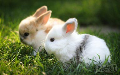 关于兔子的小知识