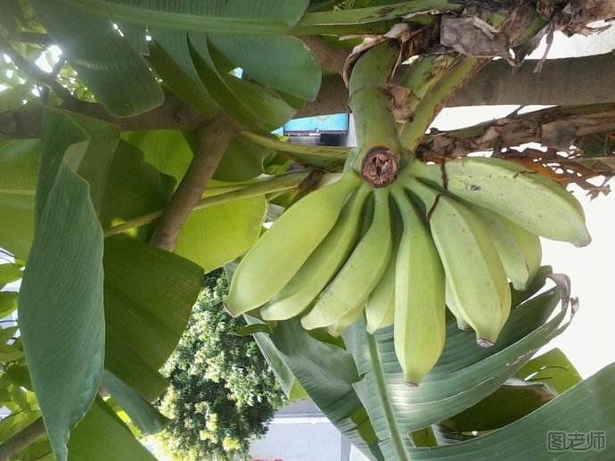 芭蕉如何挑选 芭蕉和香蕉有什么区别