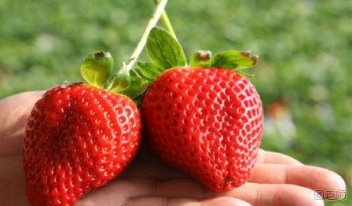 草莓挑选有什么小技巧