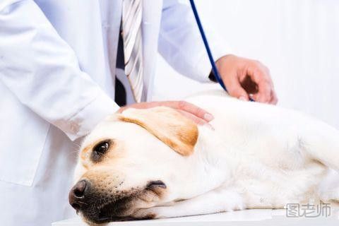 狗狗体温多少正常 狗狗发烧了怎么办