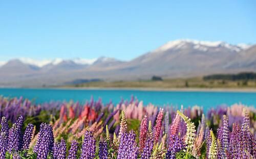 新西兰鲁冰花几月开 鲁冰花不同地区开花时间