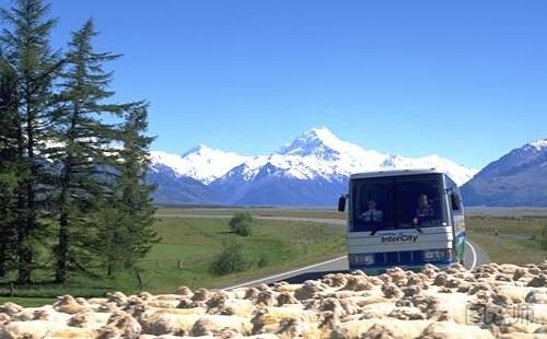 新西兰巴士游怎么样 在新西兰旅游如何选择大巴