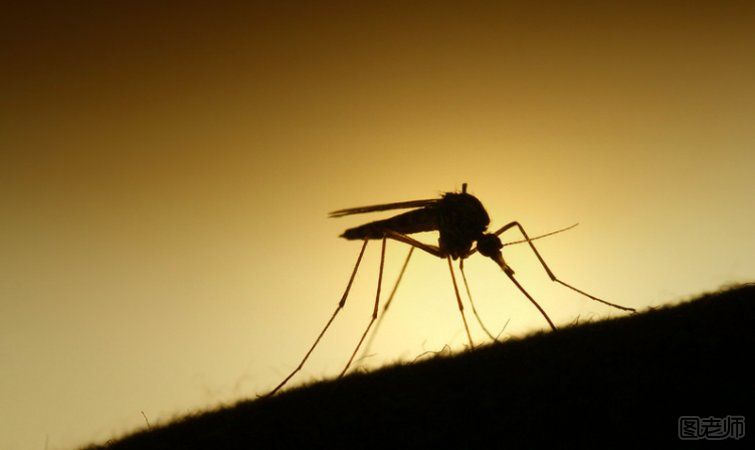 如何预防蚊虫叮咬