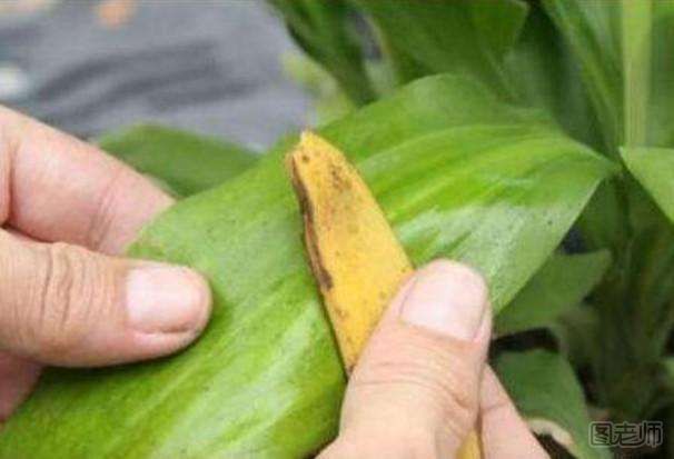 香蕉皮当肥料的好处