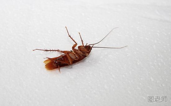 蟑螂有什么危害