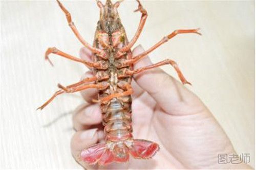 吃死的龙虾有什么危害