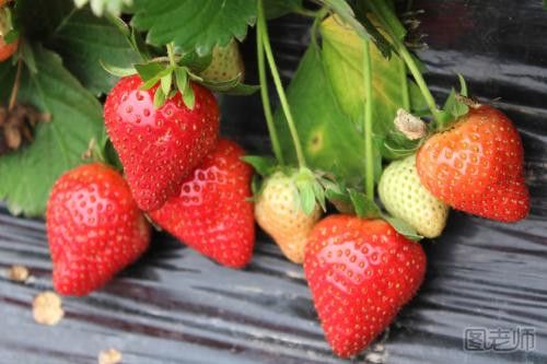 如何健康吃草莓