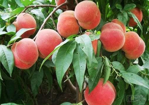 桃子如何套袋 桃树怎么保果
