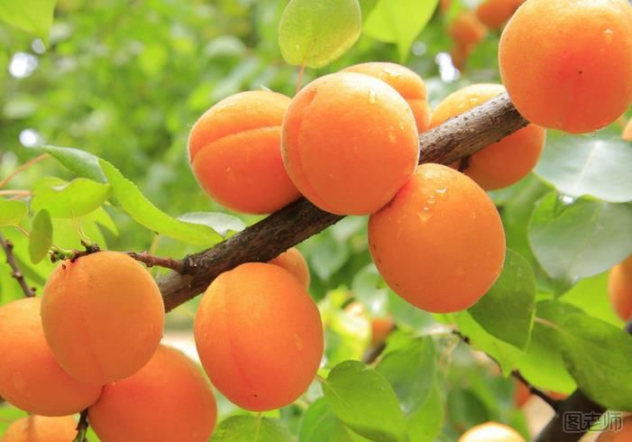杏子几月份成熟 杏子可以多吃吗