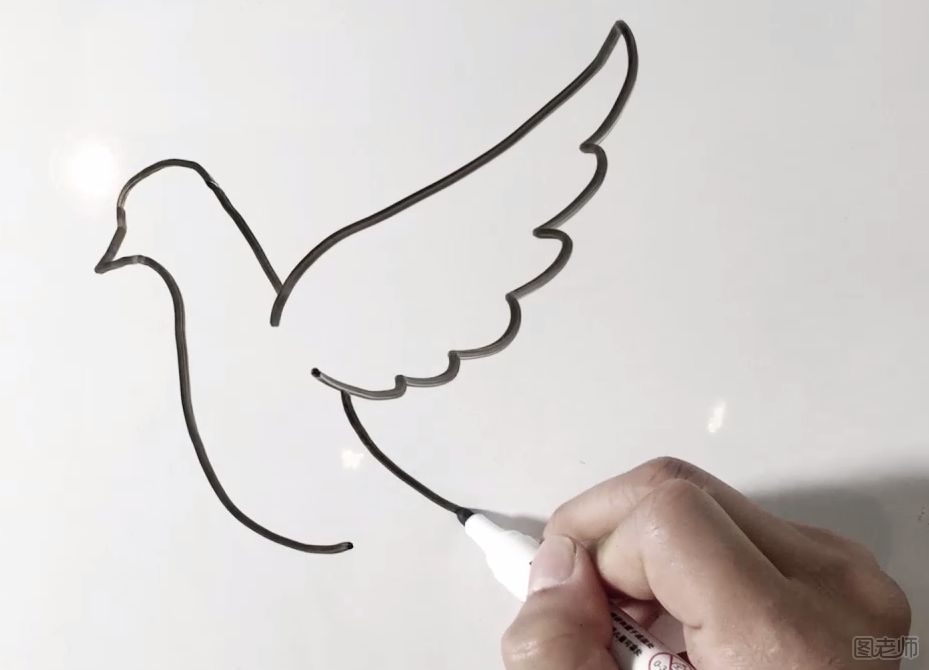 和平信鸽的画法.png