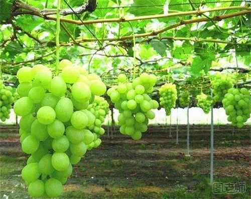 葡萄种植用什么肥料