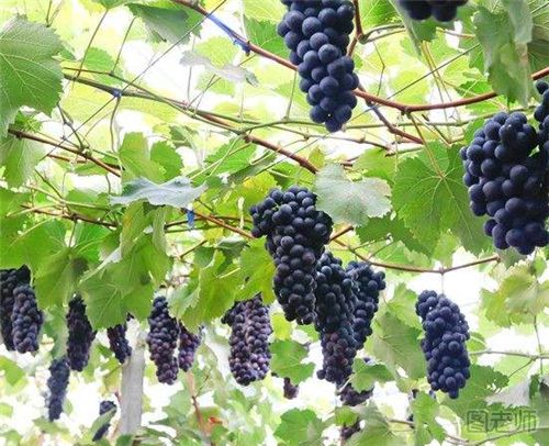 葡萄种植对土壤有什么要求