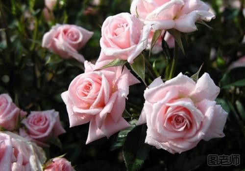 玫瑰花如何保养能存放更久 玫瑰花如何风干.jpg