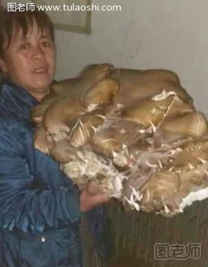 新疆罕见杨树菇重达5.2公斤