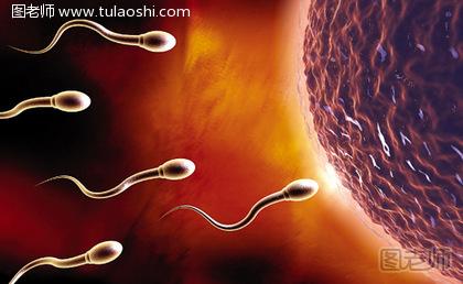 精子和卵子结合需要多长时间