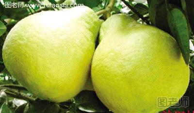 柚子的功效与作用 柚子的功效和作用