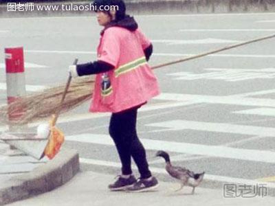 清洁工带宠物鸭扫大街