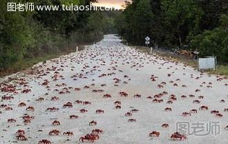 1200万只澳洲红蟹大迁移