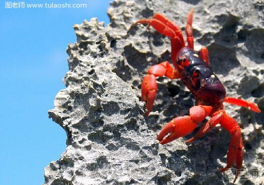澳洲红蟹能吃吗