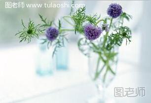使用花卉植物净化室内环境的健康安全