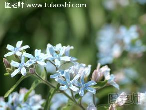 蓝星花插花关于地栽的植株，春夏两季据干旱情况施用2～4次肥水