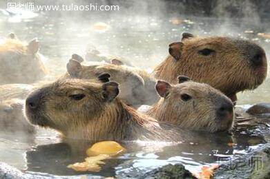日本动物园呆萌水獭泡温泉