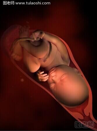 胎儿发育全过程